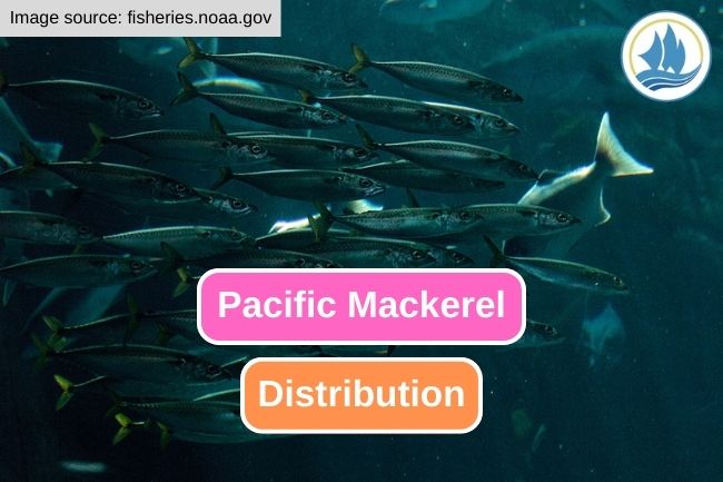 The Fascinating Distribution of Pacific Mackerel